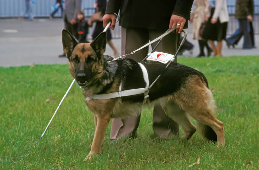 German Shepherd Dog, Guide Dog for Blind, walking with owner