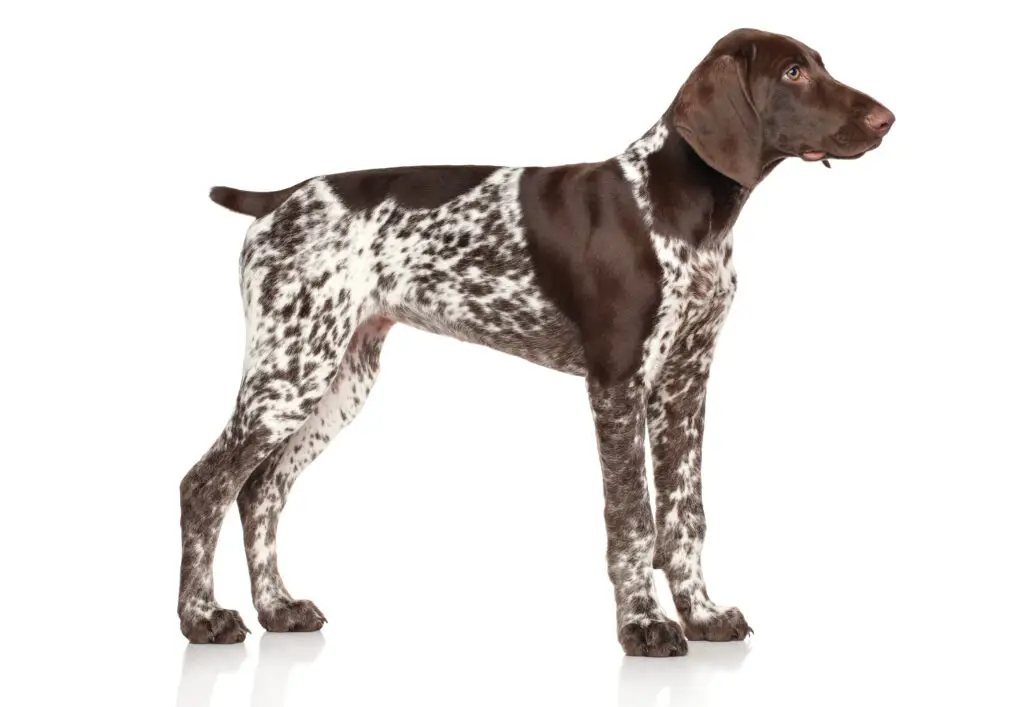 German Shorthaired Pointer standing on white background