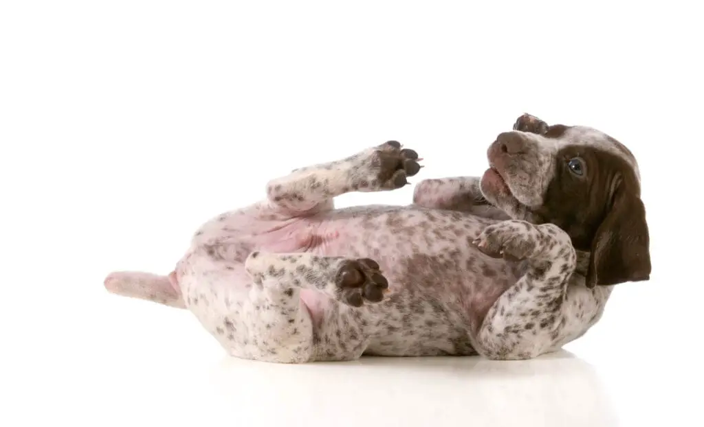 German Shorthaired Pointer puppy lying on it's back on white background