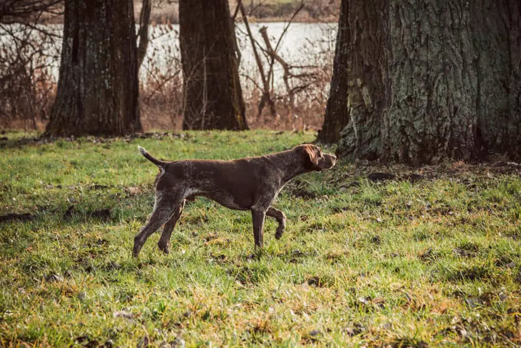 German shorthaired pointer in a field with trees, doing what it does best...pointing