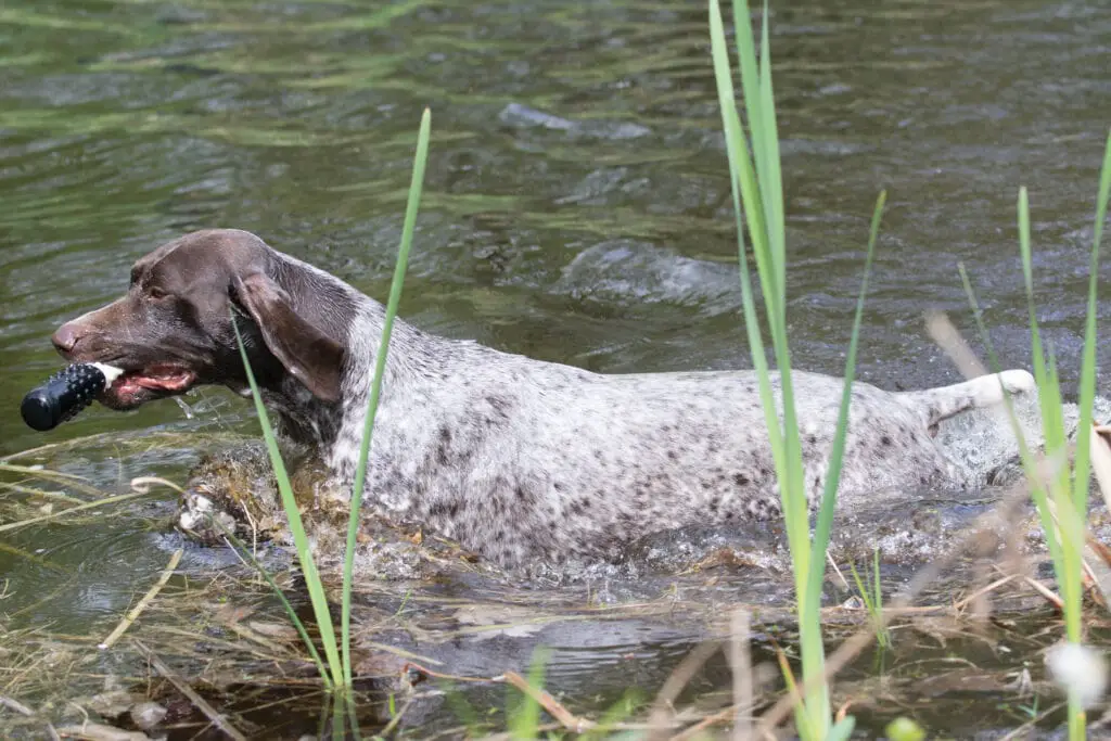 german shorthaired pointer retrieving a training toy from river