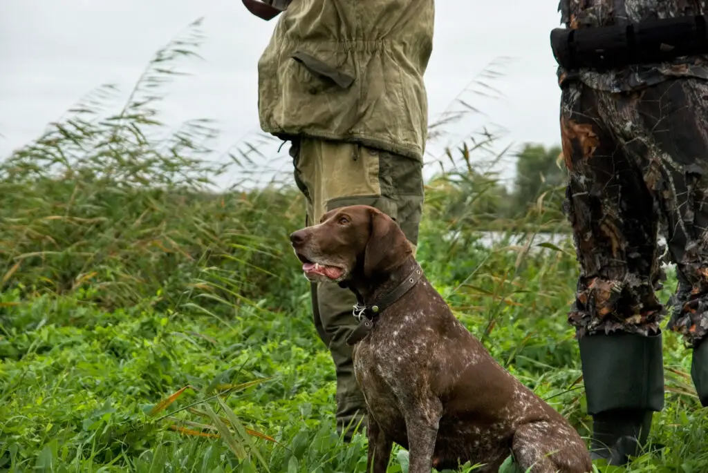 German pointer and closeup of two man at hunting