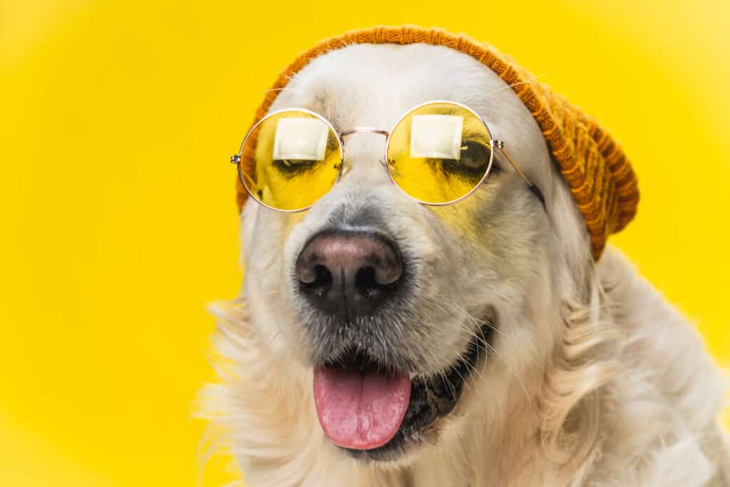 Golden Retriever in round yellow sunglasses and a beanie hat.