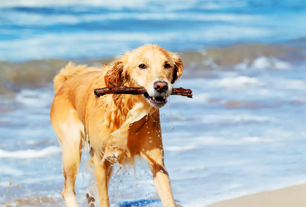 Golden Retriever coming out of the water on a beach with a stick