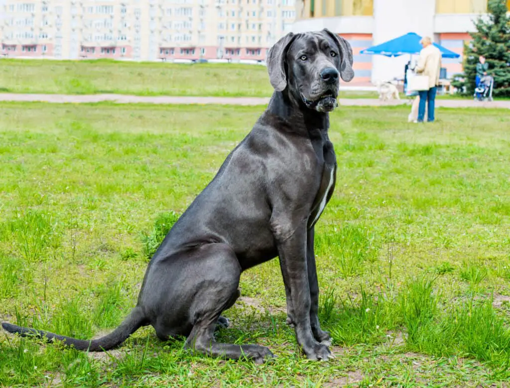 Black Great Dane with natural floppy ears standing in park.