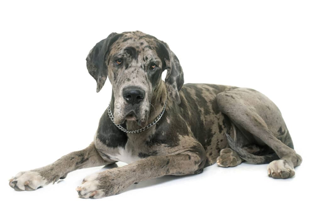Great Dane lying down in studio in front of white background