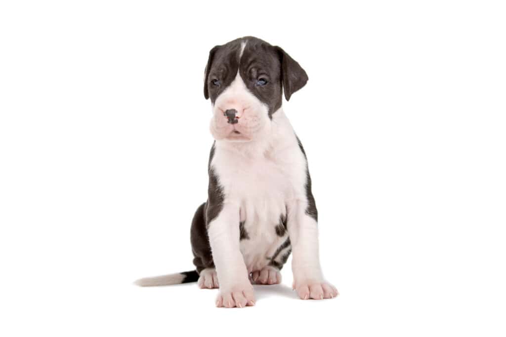 Great Dane puppy against white background