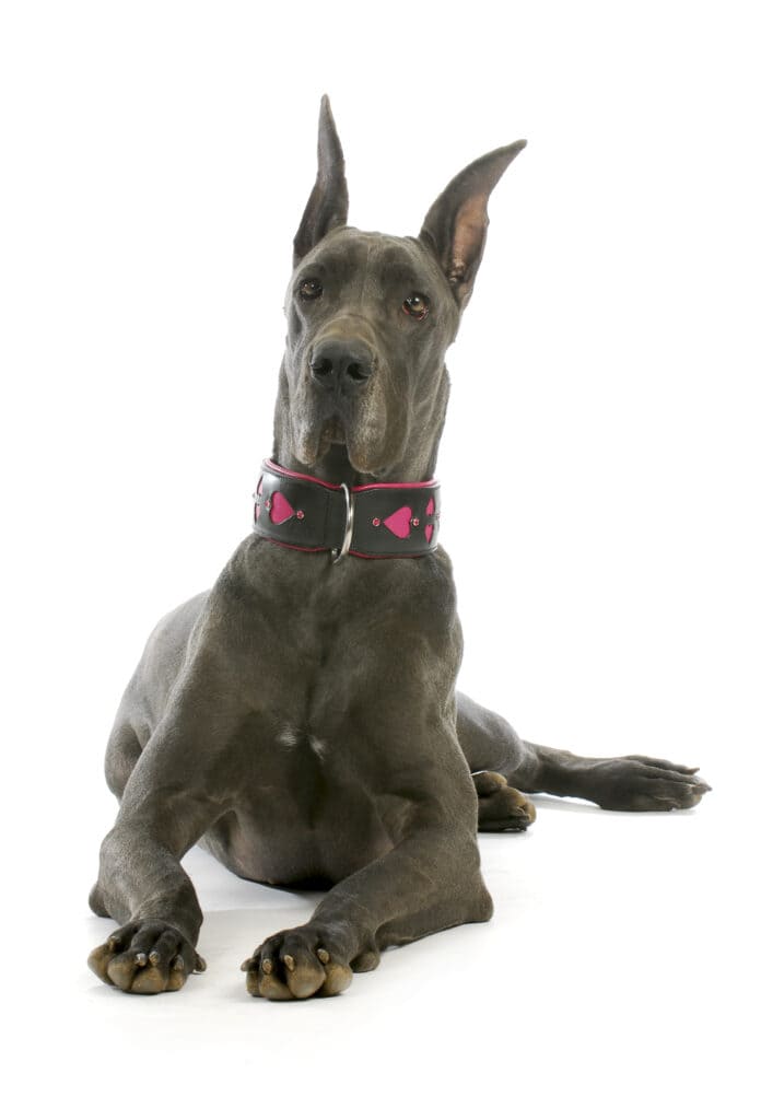 Brown Great Dane with cropped ears wearing collar isolated on white background