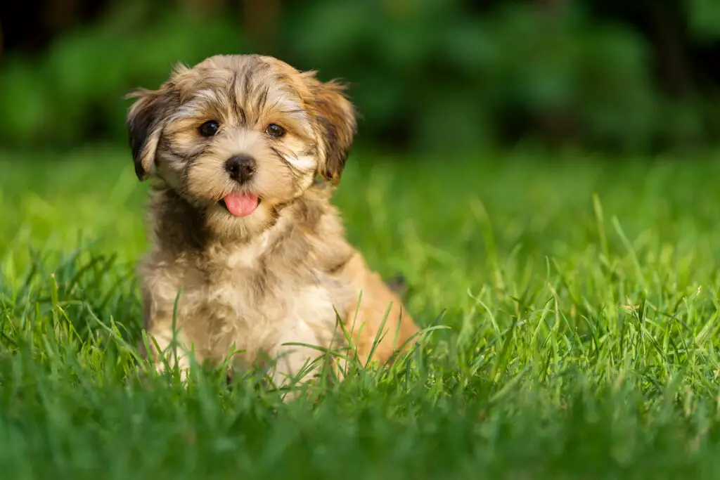 Happy little golden havanese puppy dog is sitting in the grass and looking at camera
