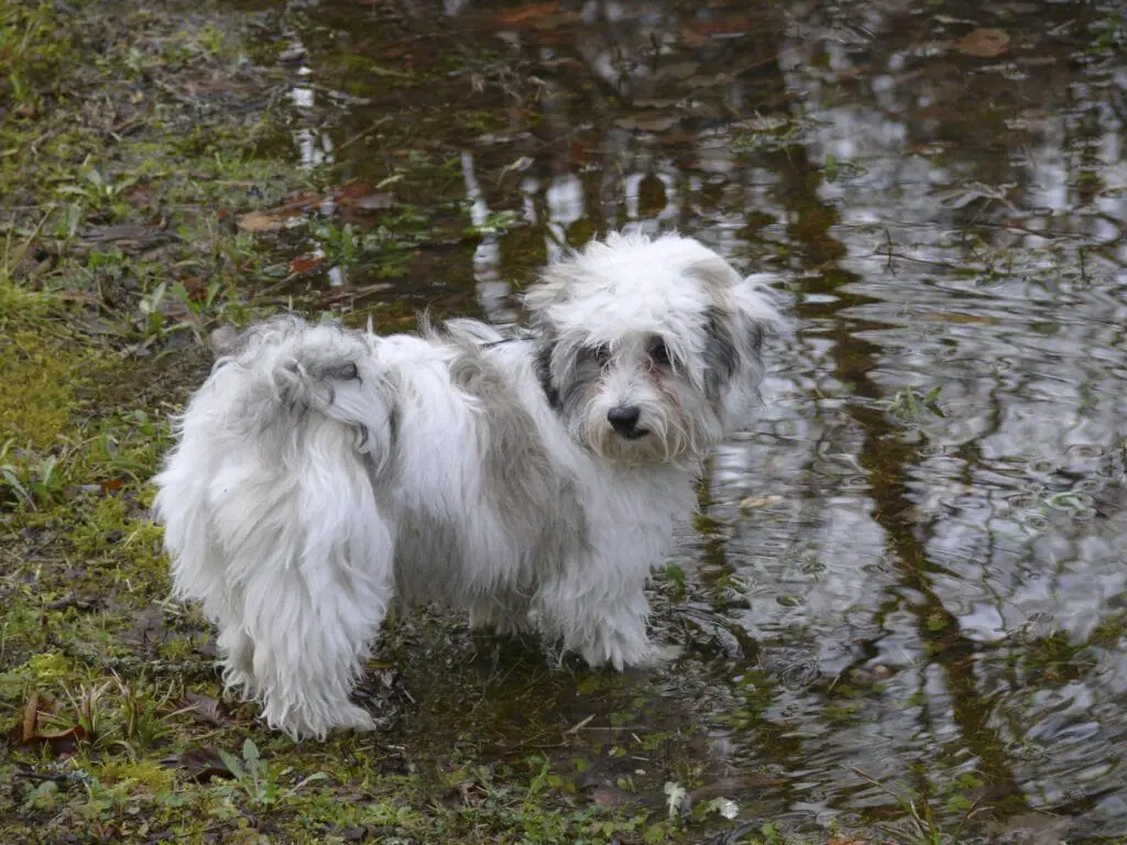 White and gray Havanese dog at the pond
