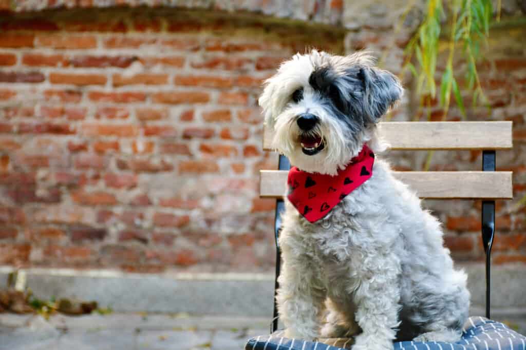 White and gray Havanese dog sitting on chair wearing a red bandana