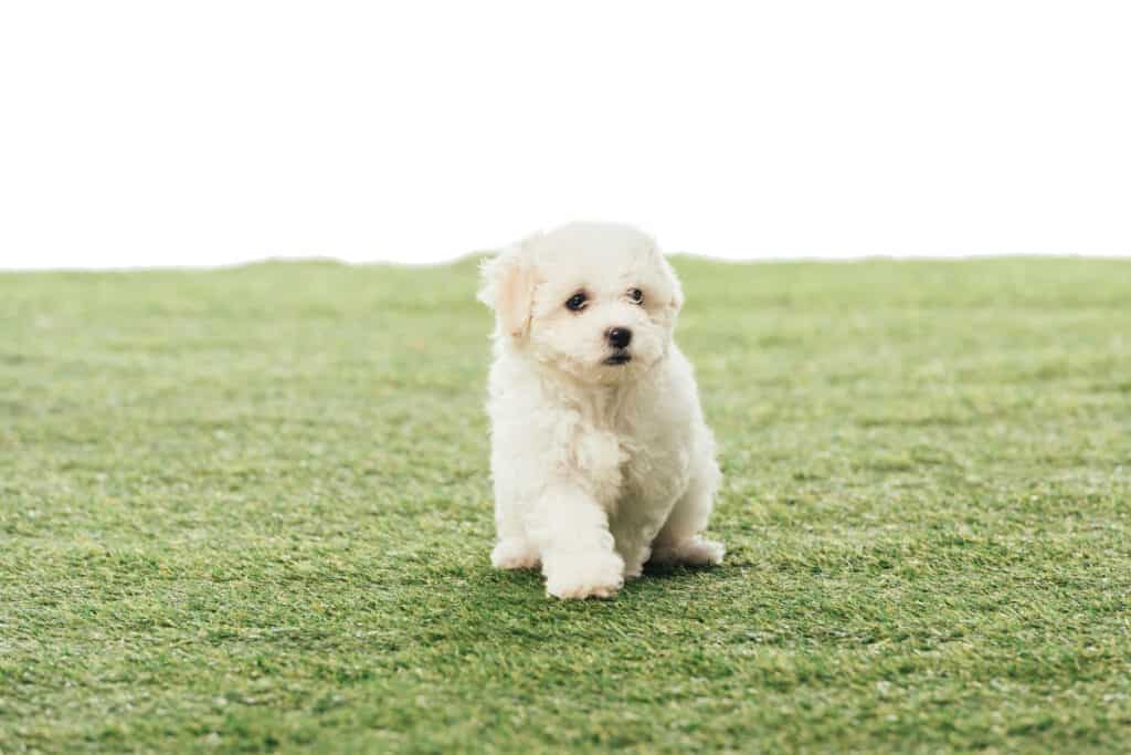 White Havanese dog on grass with a white background