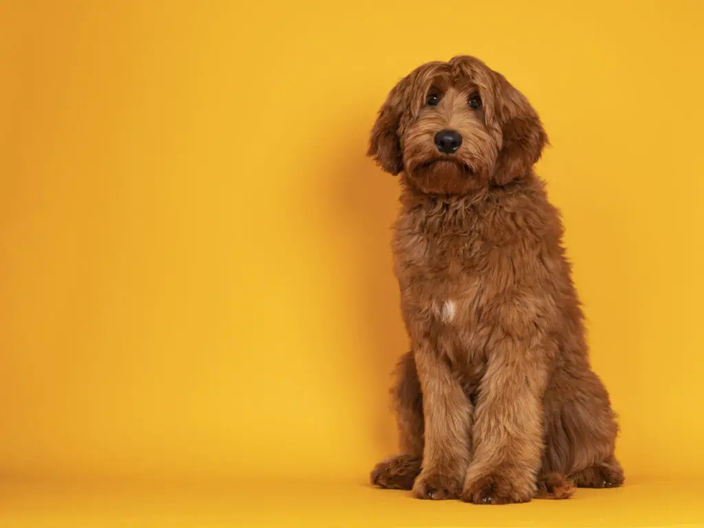 Irish Doodle whole body in front of yellow background