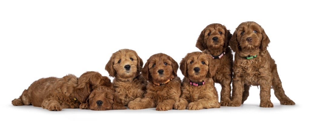 Irish Doodle puppies