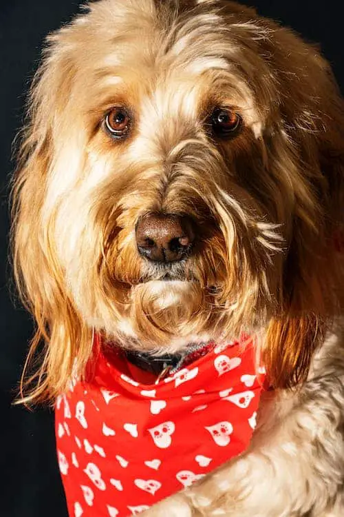 Irish Doodle with a red bandana