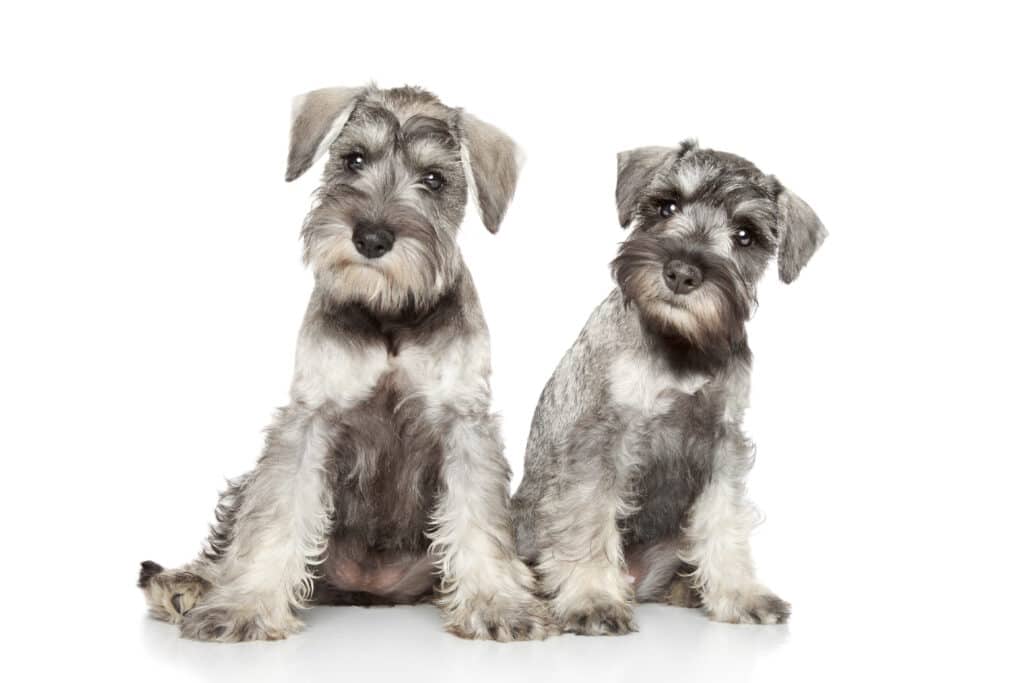 Two gray Miniature schnauzer puppies on white background