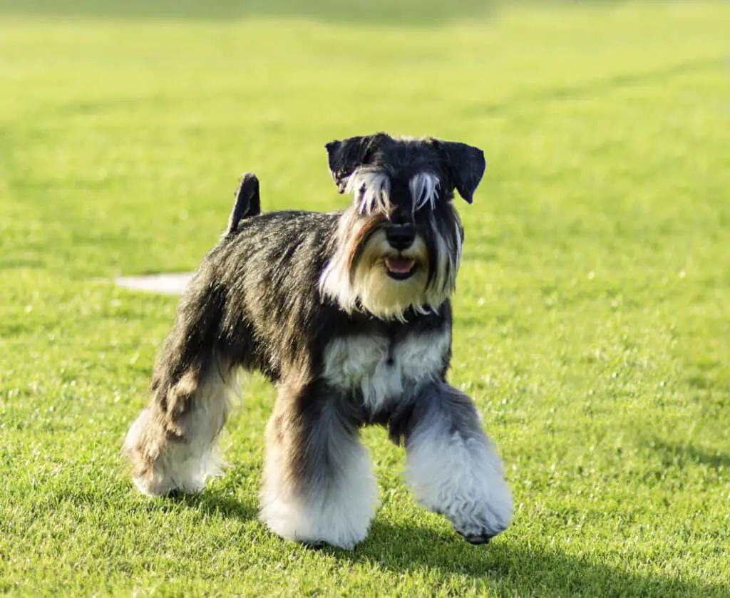 A small black and silver Miniature Schnauzer dog walking on the grass, looking very happy.