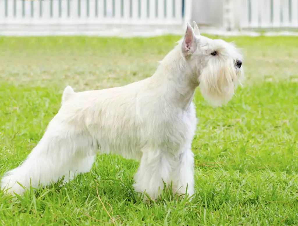 A small white salt Miniature Schnauzer dog standing on the grass, looking very happy. Distinctive for their beard and long, feathery eyebrows