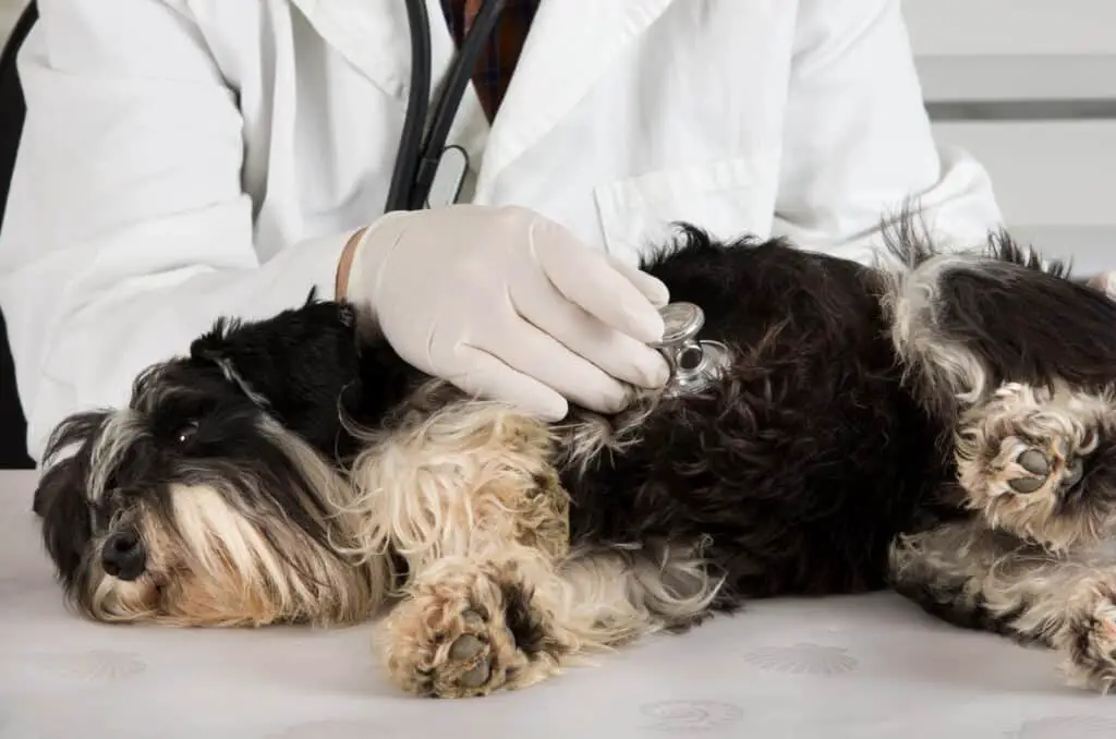 Miniature Schnauzer getting checked by vet