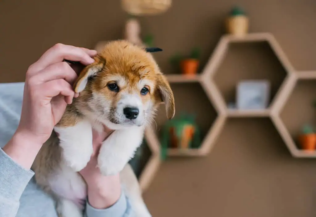 Pembroke Welsh Corgi puppy being examined by owner