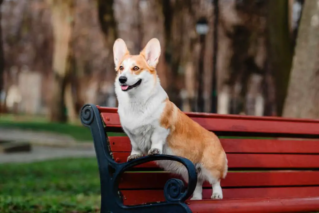 Pembroke Welsh Corgi standing on park bench looking at something intently