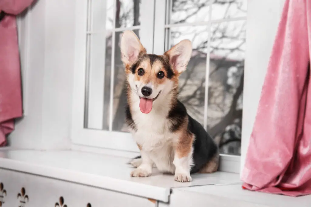 Pembroke Welsh Corgi on a window bench in front of window flanked by pink curtains