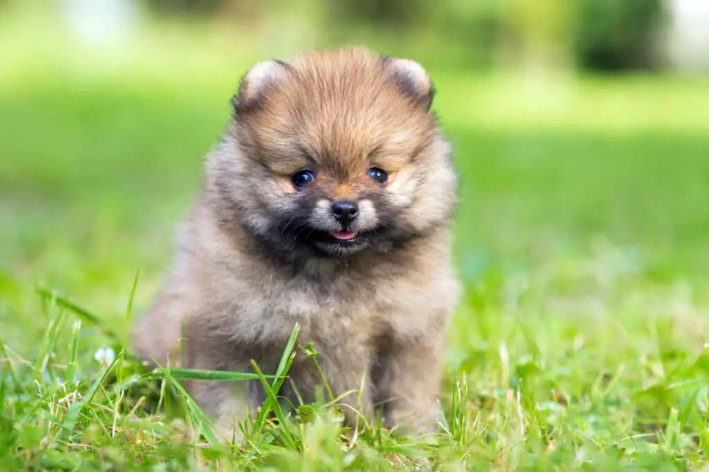 Tiny Pomeranian puppy sitting in the grass