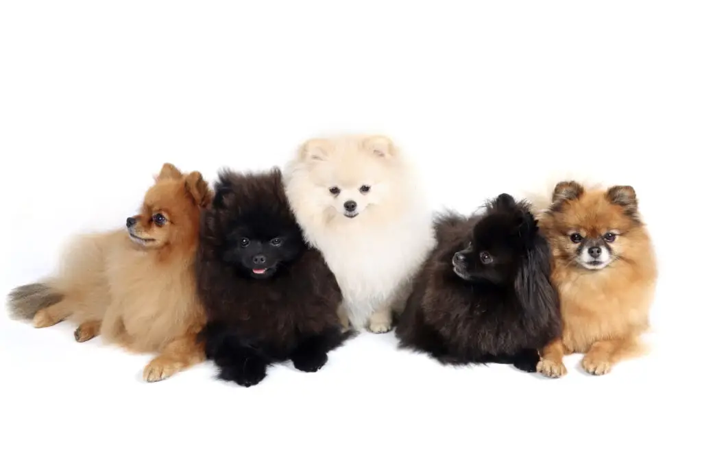 Group of Pomeranians: 2 Black, 2 Orange and one white
