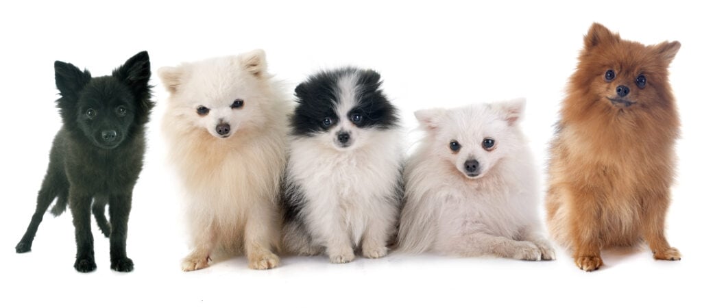 Group of Pomeranians: 1 Black, 1 Orange and 2 white and one parti (white and black)