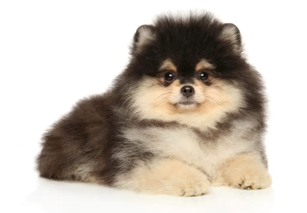Black and tan Pomeranian puppy poses on a white background