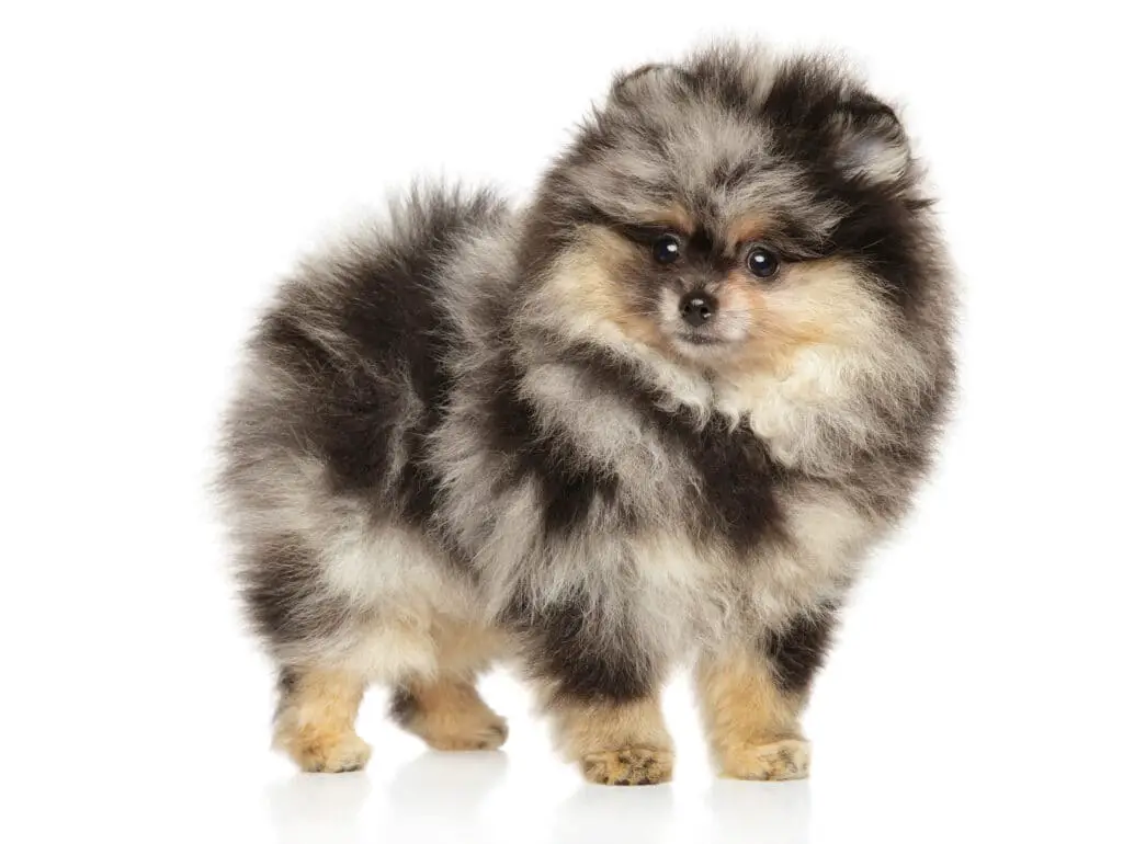 Merle Pomeranian puppy standing on a white background.