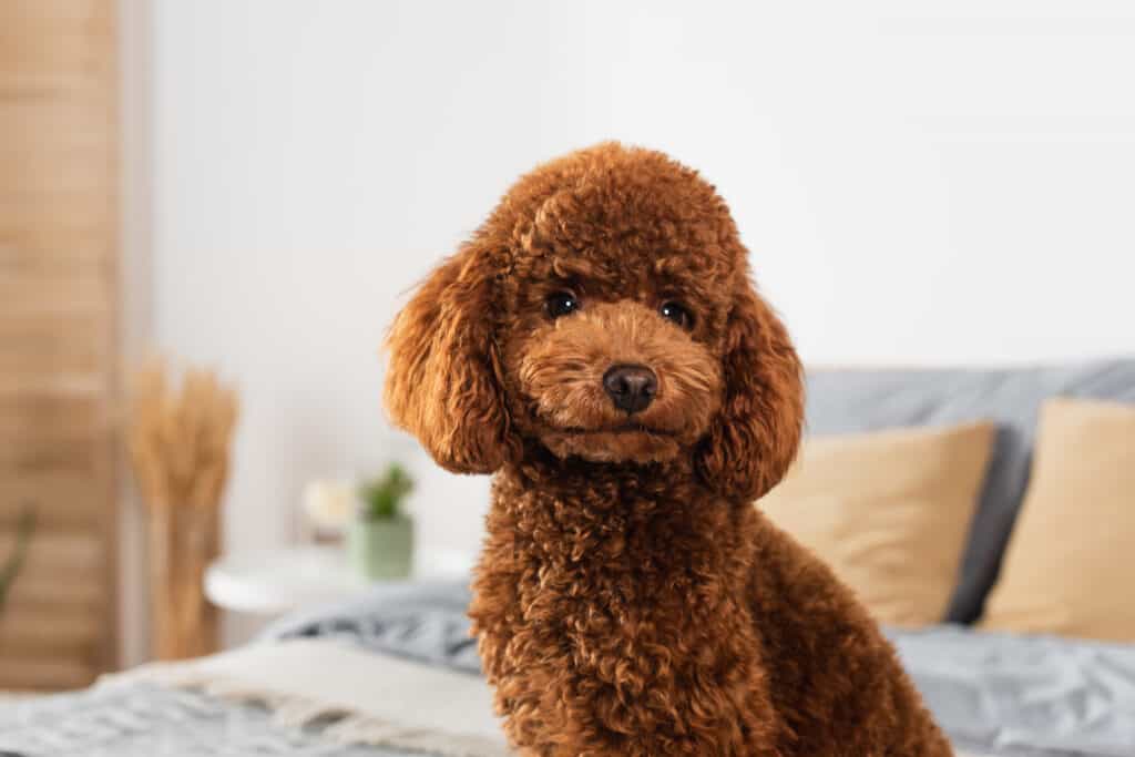 Brown miniature Poodle sitting on bed looking adorable