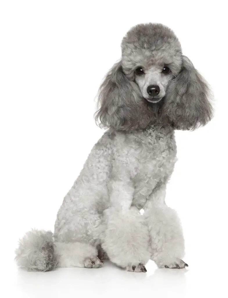 White and gray poodle with a white background