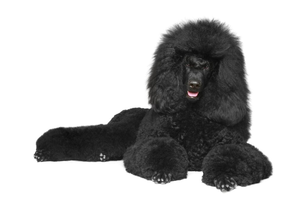 Very Poofy Black Poodle looking like a lion on a white background