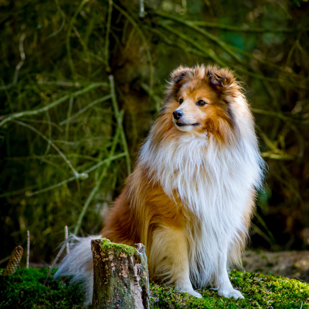 Shetland Sheep Dog sitting on moss in front of a tree