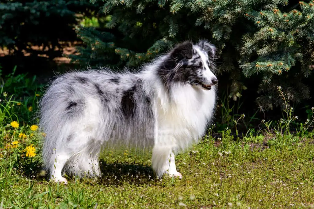 A black and white Shetland Sheepdog standing on grass in front of pine trees