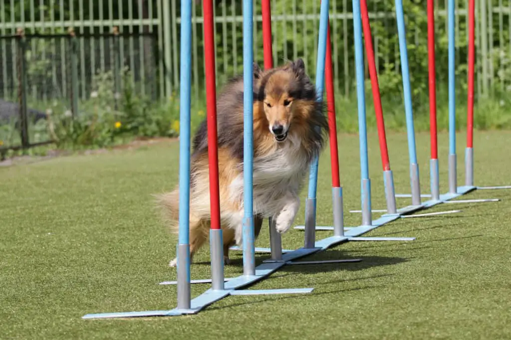 Dog of breed the Shetland sheepdog on the on an agility course