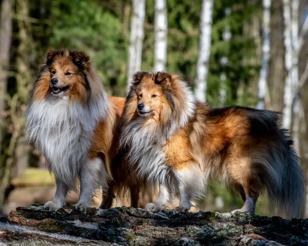 Two Shetland sheepdogs standing in the woods