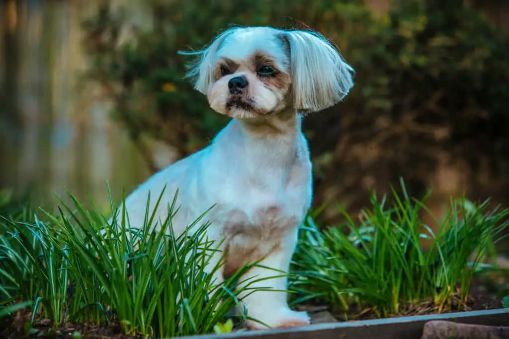 Shih tzu dog sitting on grass in garden with close cropped fur and trimmed ears.