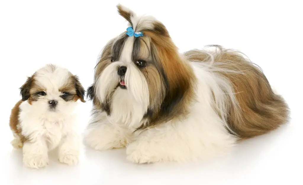 Adult and puppy Shih Tzu with a white background