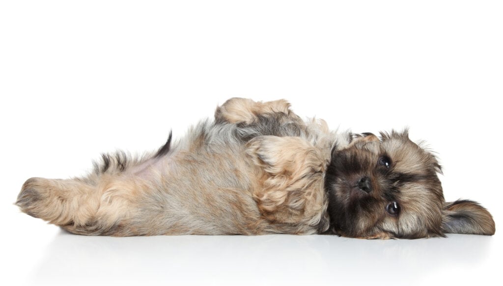 Shih Tzu puppy laying on its back looking adorable.