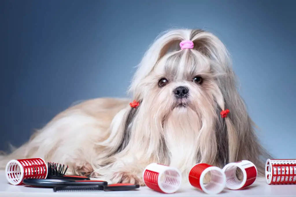 Shih tzu dog with red curlers and a brush get ready to get groomed on blue background.