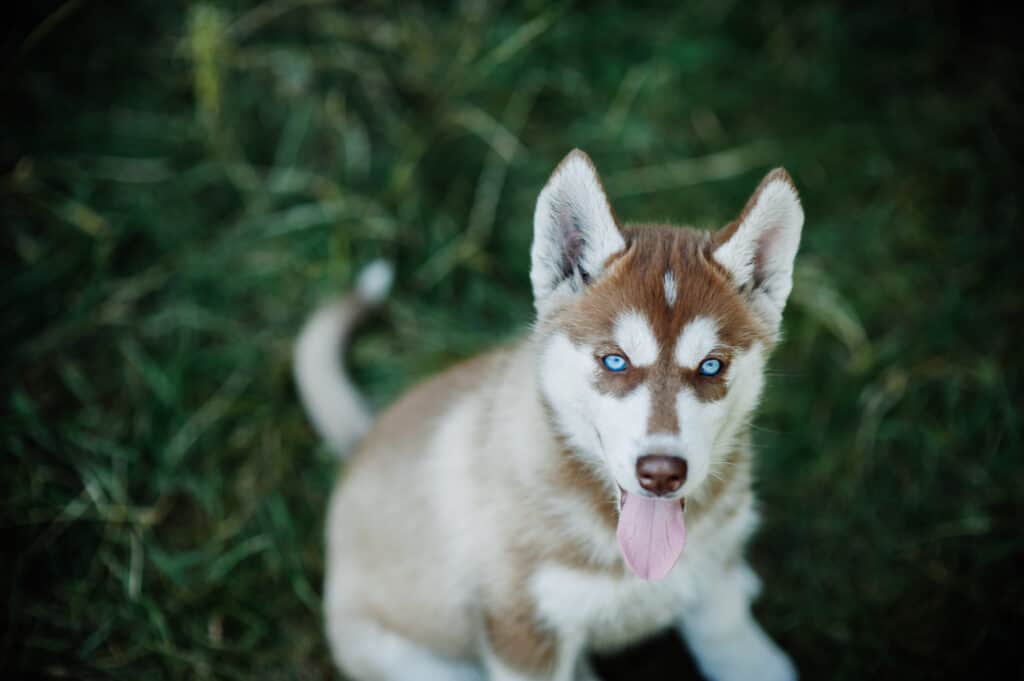 Siberian Husky puppy with brown markings and blue eyes