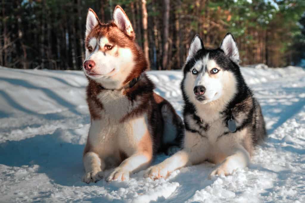 Two Siberian Huskies laying in snow. One with brown markings and brown eyes and the other with black markings and blue eyes.