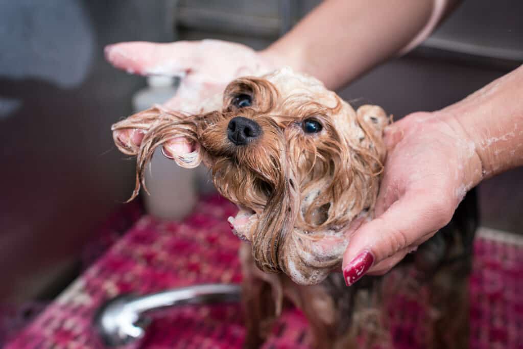 Yorkshire Terrier getting bathed by a groomer