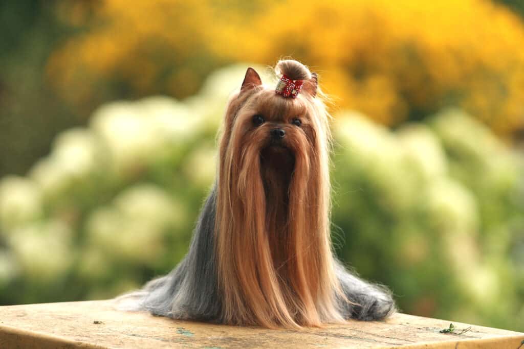Yorkshire Terrier show dog with long luxurious hair