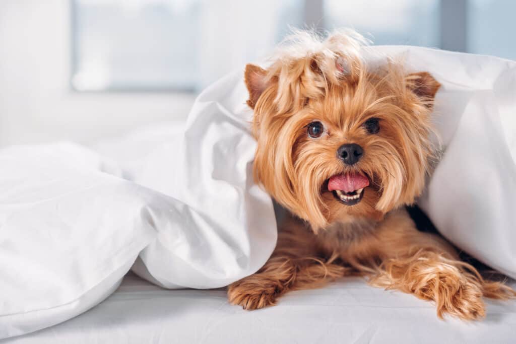 Yorkshire Terrier peeking out from under a comforter on a bed