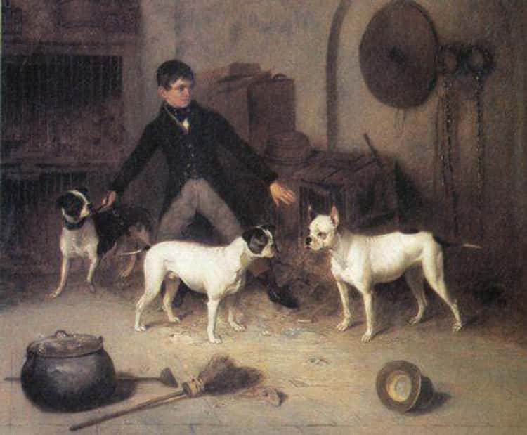 Old painting by Thomas Clayton from the late 19th century called Kennel Boy with Bulldog" of a boy with 3 bulldogs where they are taller with longer snouts.