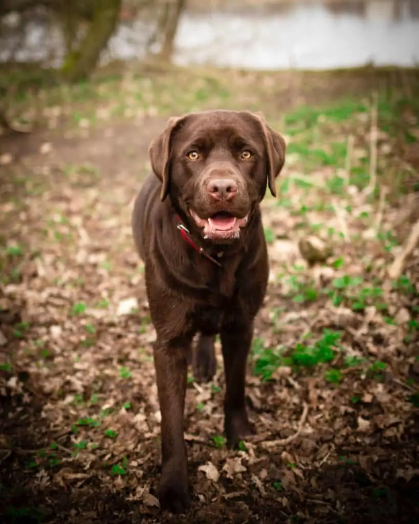Best Dog Brushes For Short Hair Brown Labrador Retriever