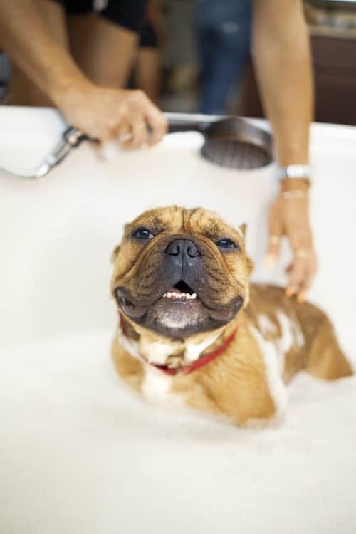 Best dog shampoos for itchy skin bulldog standing in suds getting soaked with hand shower during bath